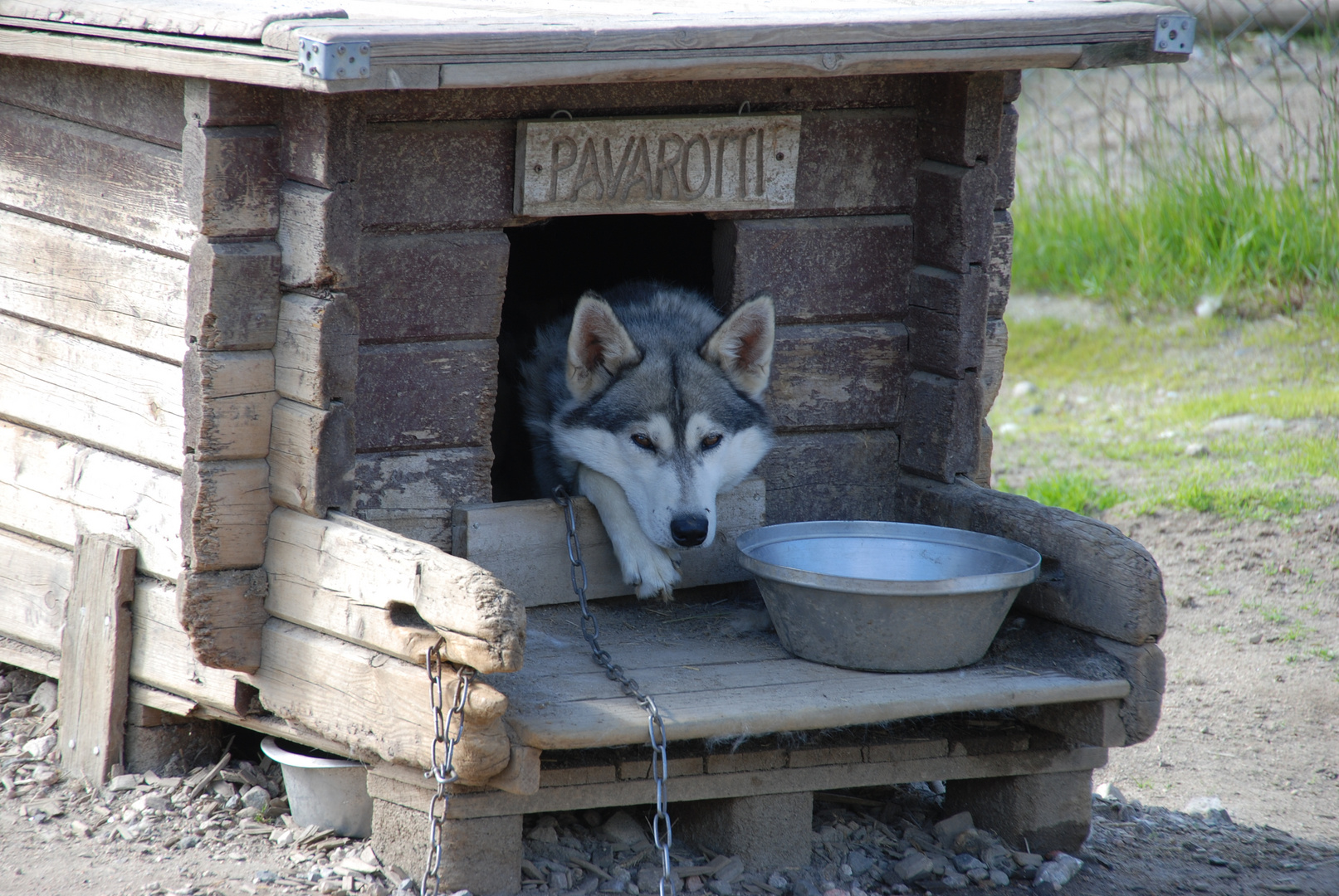 Auf der Schlittenhunde-Ranch