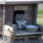 Auf der Schlittenhunde-Ranch