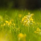 Auf der Schlüsselblumenwiese