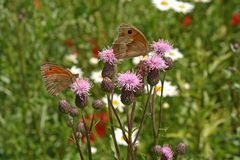 Auf der Schmetterlingswiese