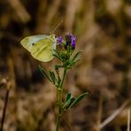 Auf der Schmetterlingswiese