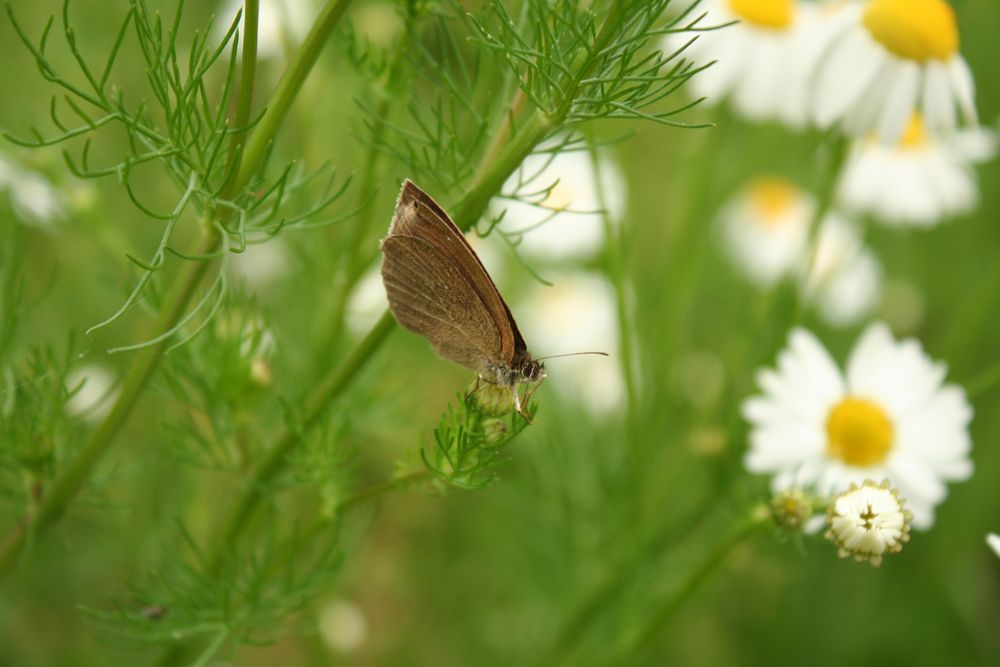 Auf der Schmetterlingswiese II