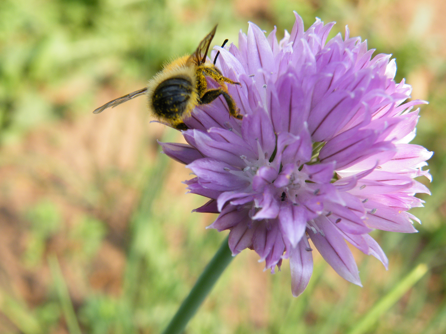 Auf der Schnittlauchblüte