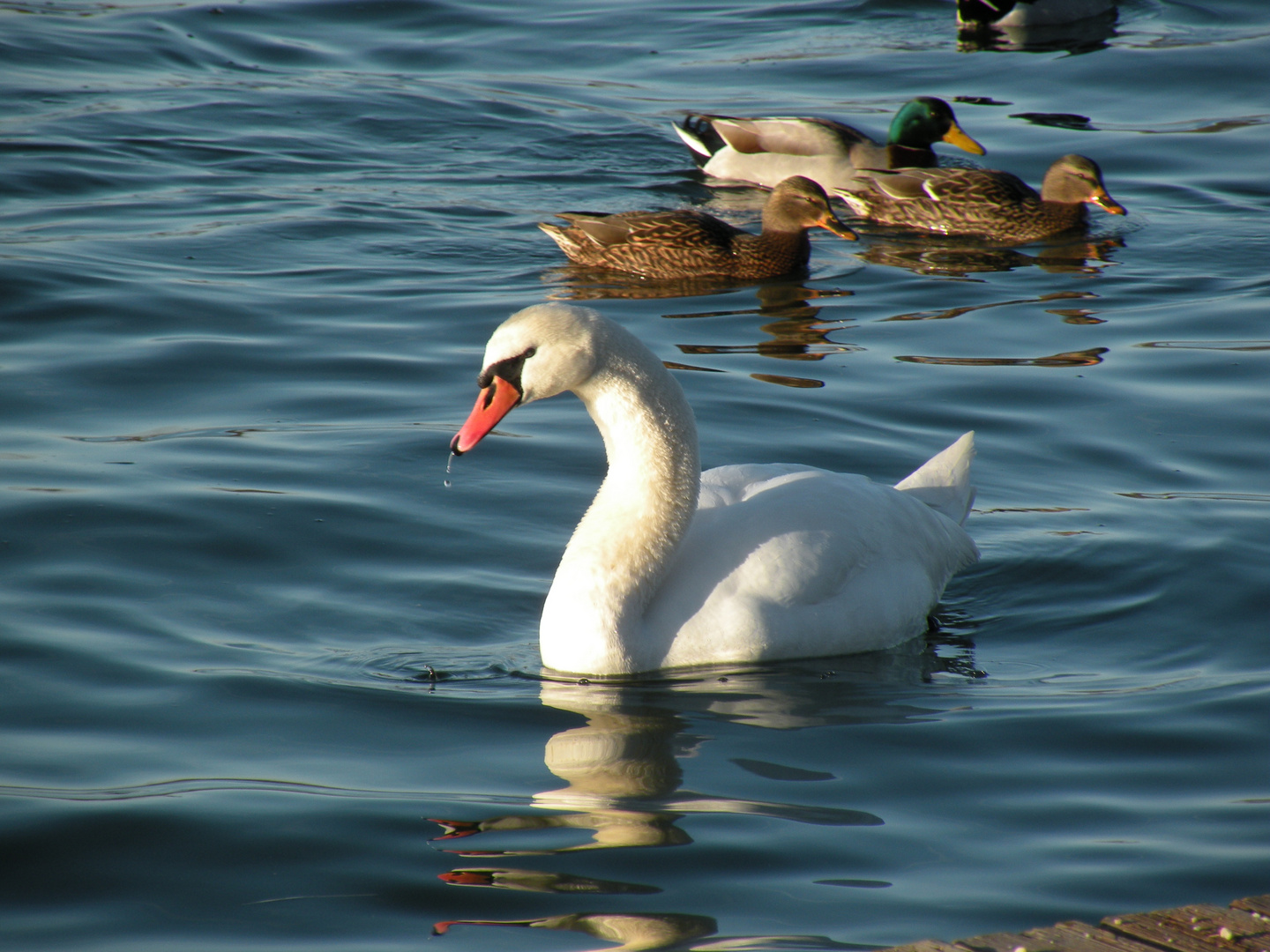 Auf der schönen blauen Donau