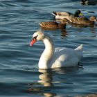 Auf der schönen blauen Donau