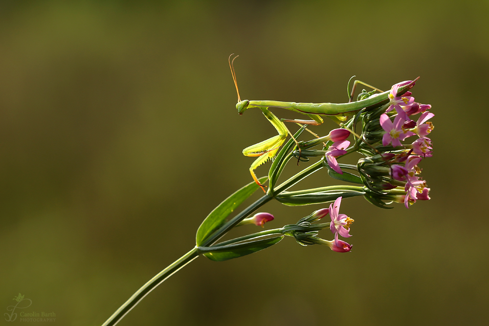 Auf der schönen Blüte