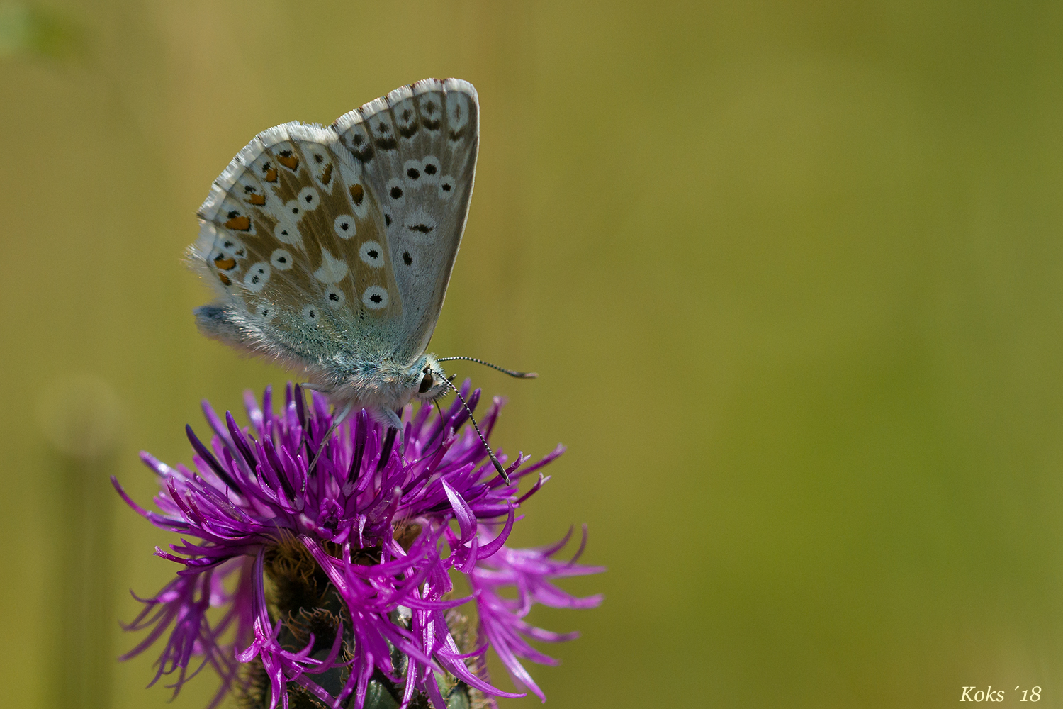 auf der schönen Flockenblume