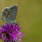 auf der schönen Flockenblume