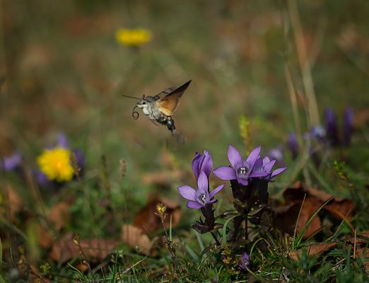 Auf der schwäbischen Alb...