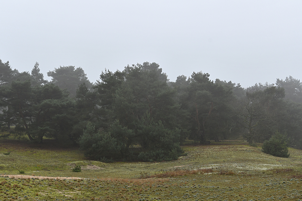 Auf der Schwanheimer Düne: Kiefern im Nebel