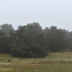 Auf der Schwanheimer Düne: Kiefern im Nebel