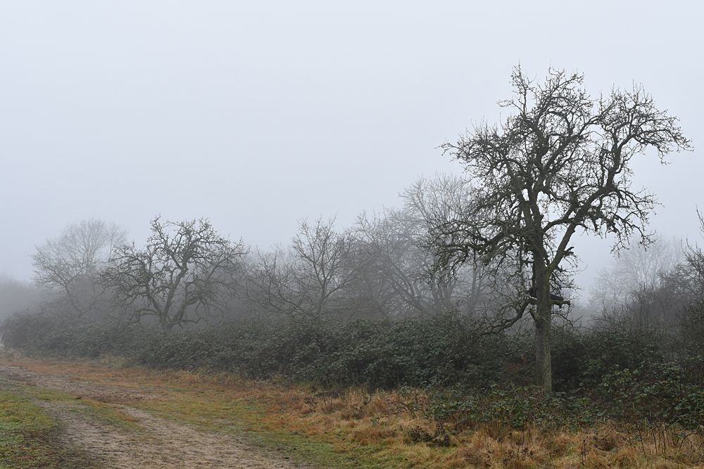 Auf der Schwanheimer Düne: Nebelstimmung 01