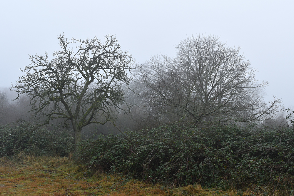 Auf der Schwanheimer Düne: Nebelstimmung 02