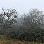 Auf der Schwanheimer Düne: Nebelstimmung 02