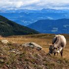 Auf der Schwemmalm im Ultental