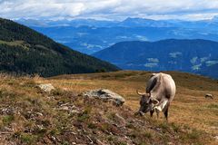 Auf der Schwemmalm im Ultental