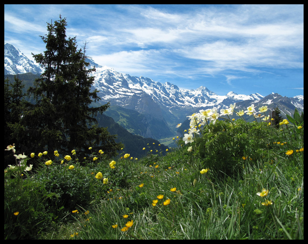 Auf der Schynigen Platte