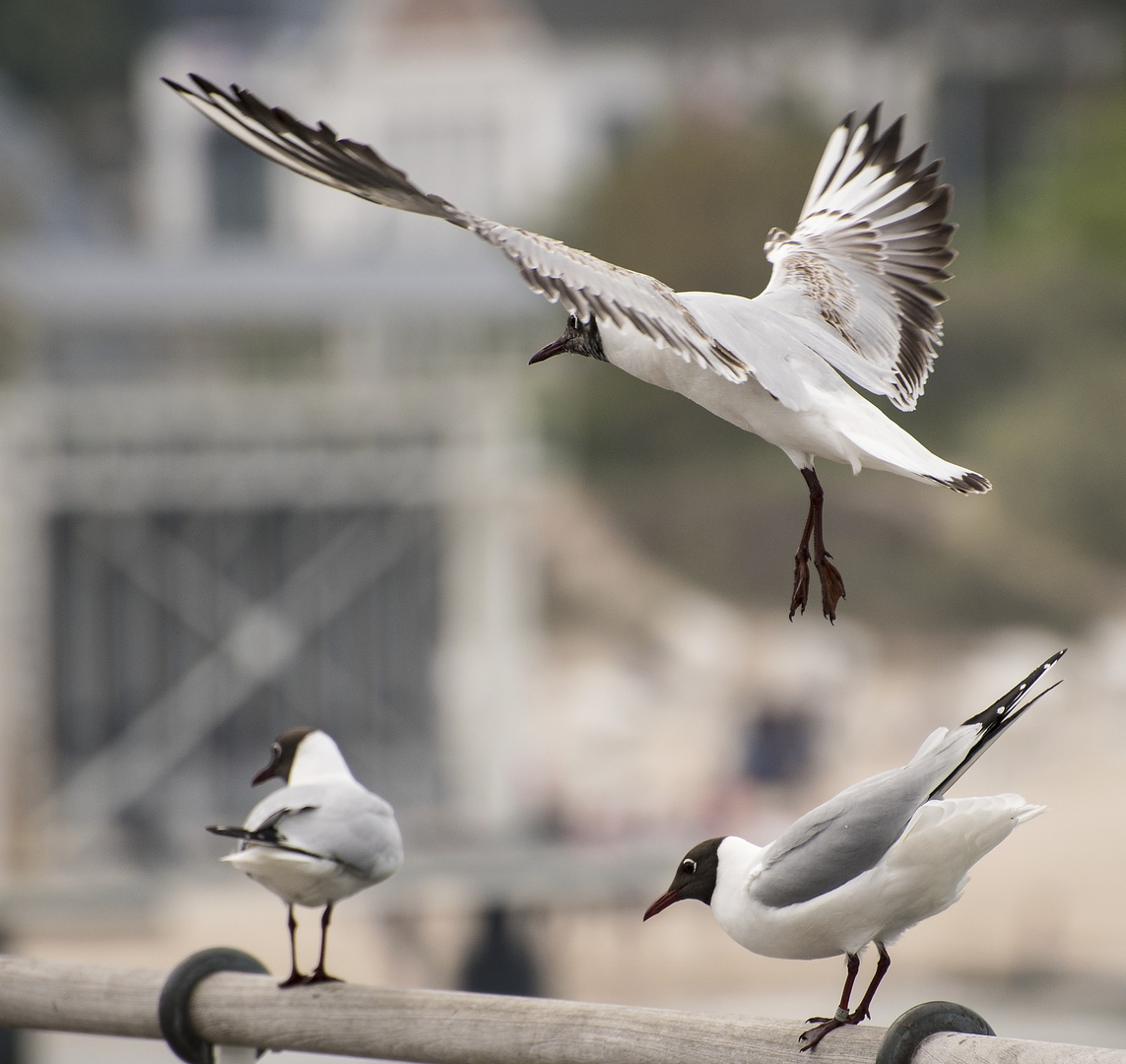 Auf der Seebrücke ...