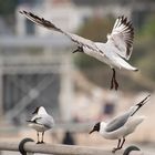 Auf der Seebrücke ...