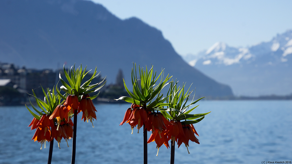 Auf der Seepromenade von Montreux