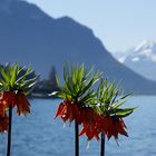 Auf der Seepromenade von Montreux