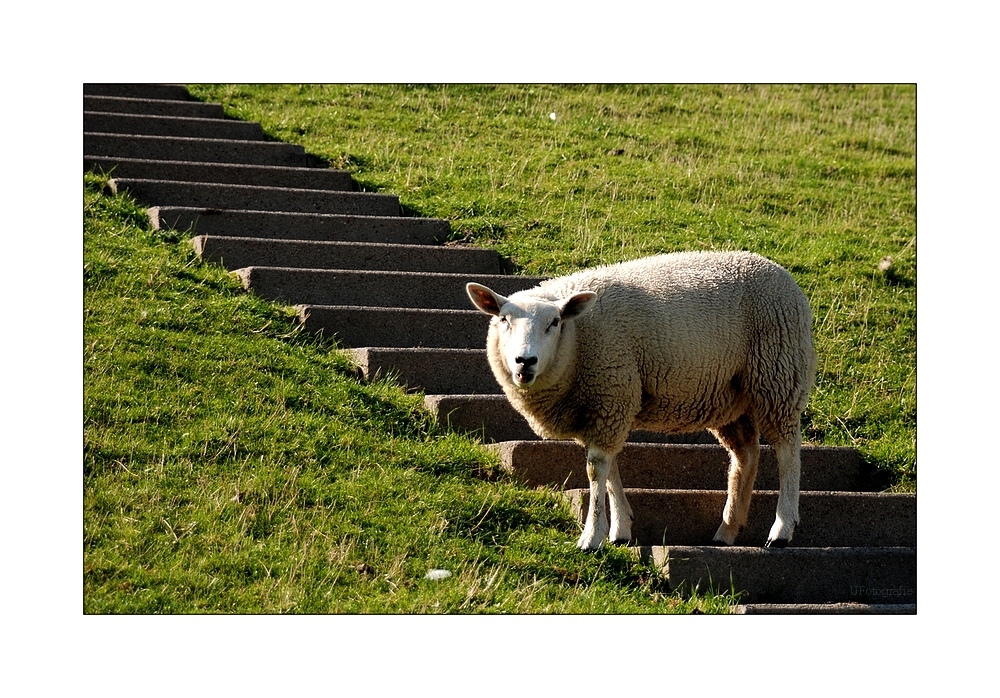 auf der ShowTreppe