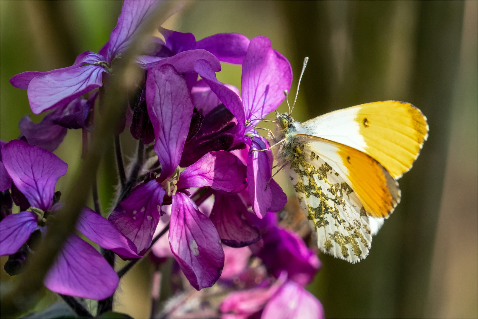 auf der Silberblattblüte  .....