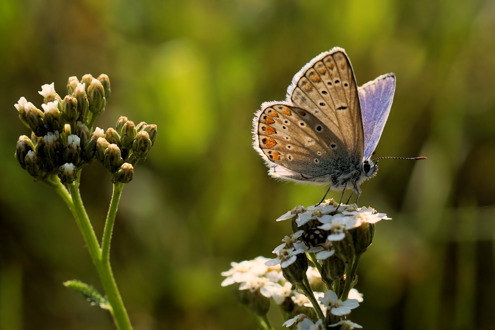 Auf der sommerlichen Wiese.... 