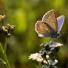 Auf der sommerlichen Wiese.... 