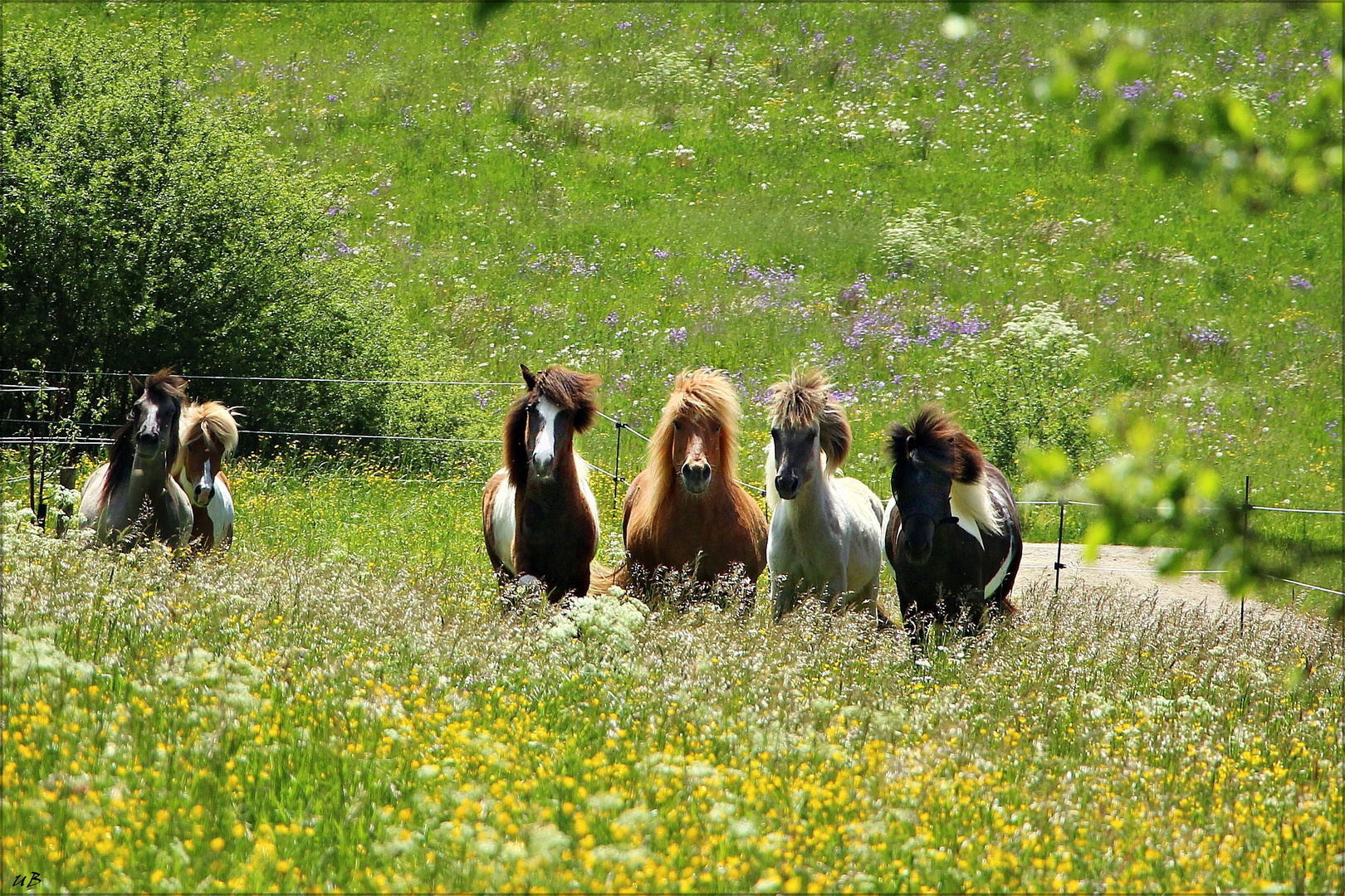 ... auf der Sommerweide ...