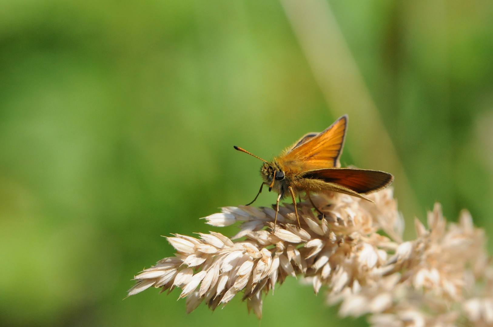 Auf der Sommerwiese