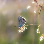 Auf der Sommerwiese