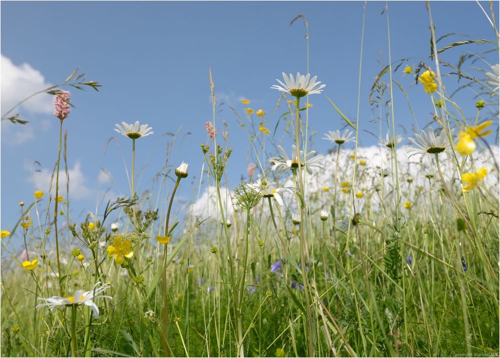 Auf der Sommerwiese "2"