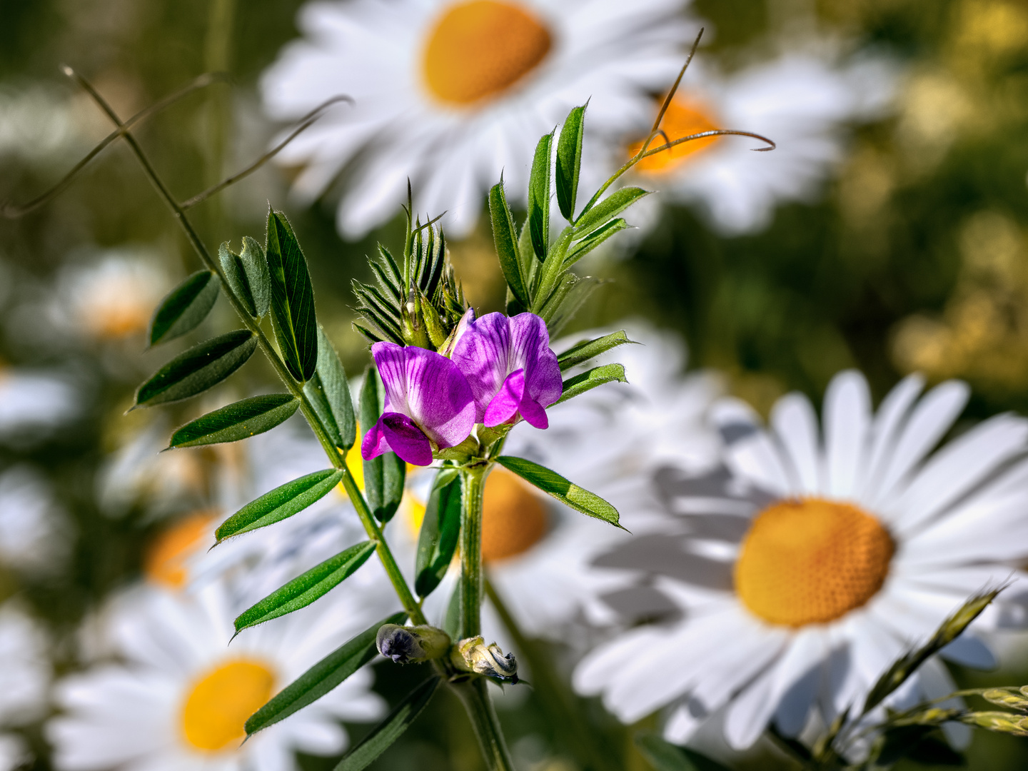 Auf der Sommerwiese