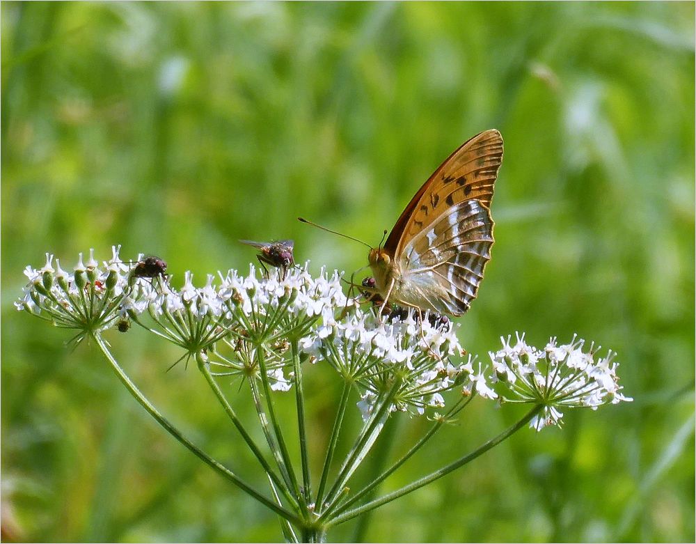 Auf der Sommerwiese