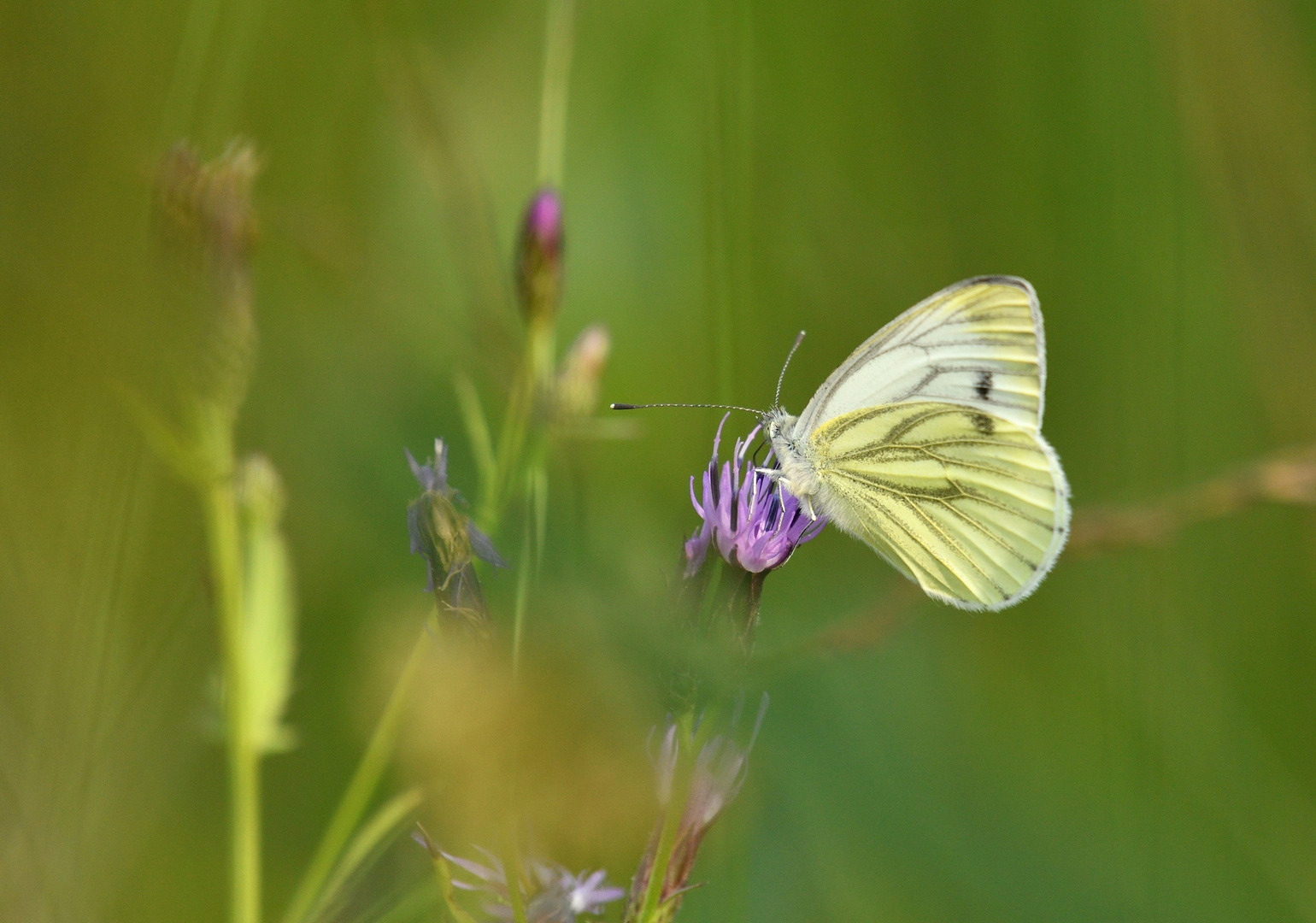 Auf der Sommerwiese