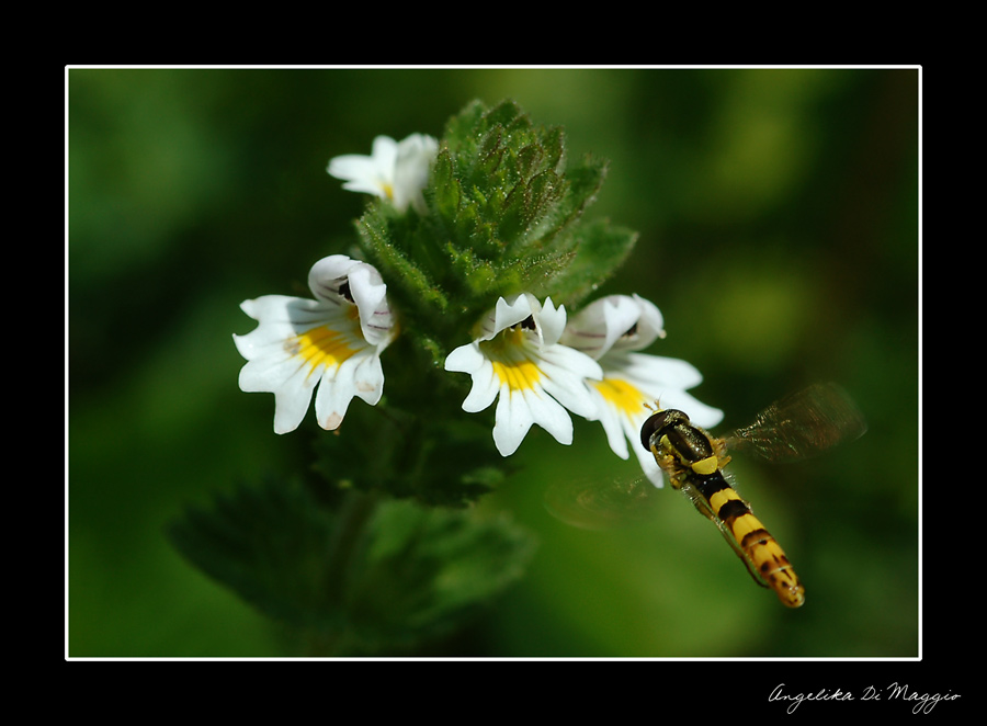 Auf der Sommerwiese