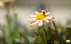 Auf der Sommerwiese