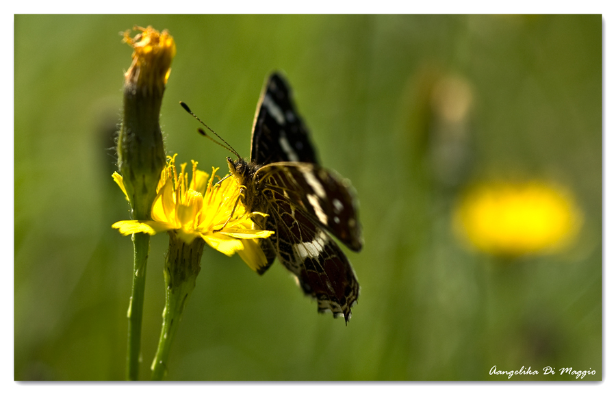 Auf der Sommerwiese