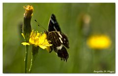 Auf der Sommerwiese