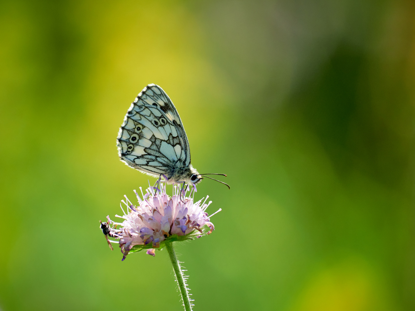 auf der Sommerwiese