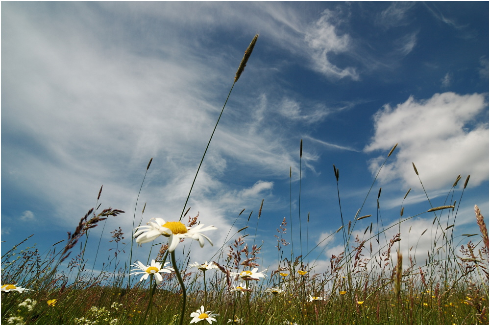 Auf der Sommerwiese liegend, gen Himmel blickend