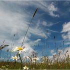 Auf der Sommerwiese liegend, gen Himmel blickend