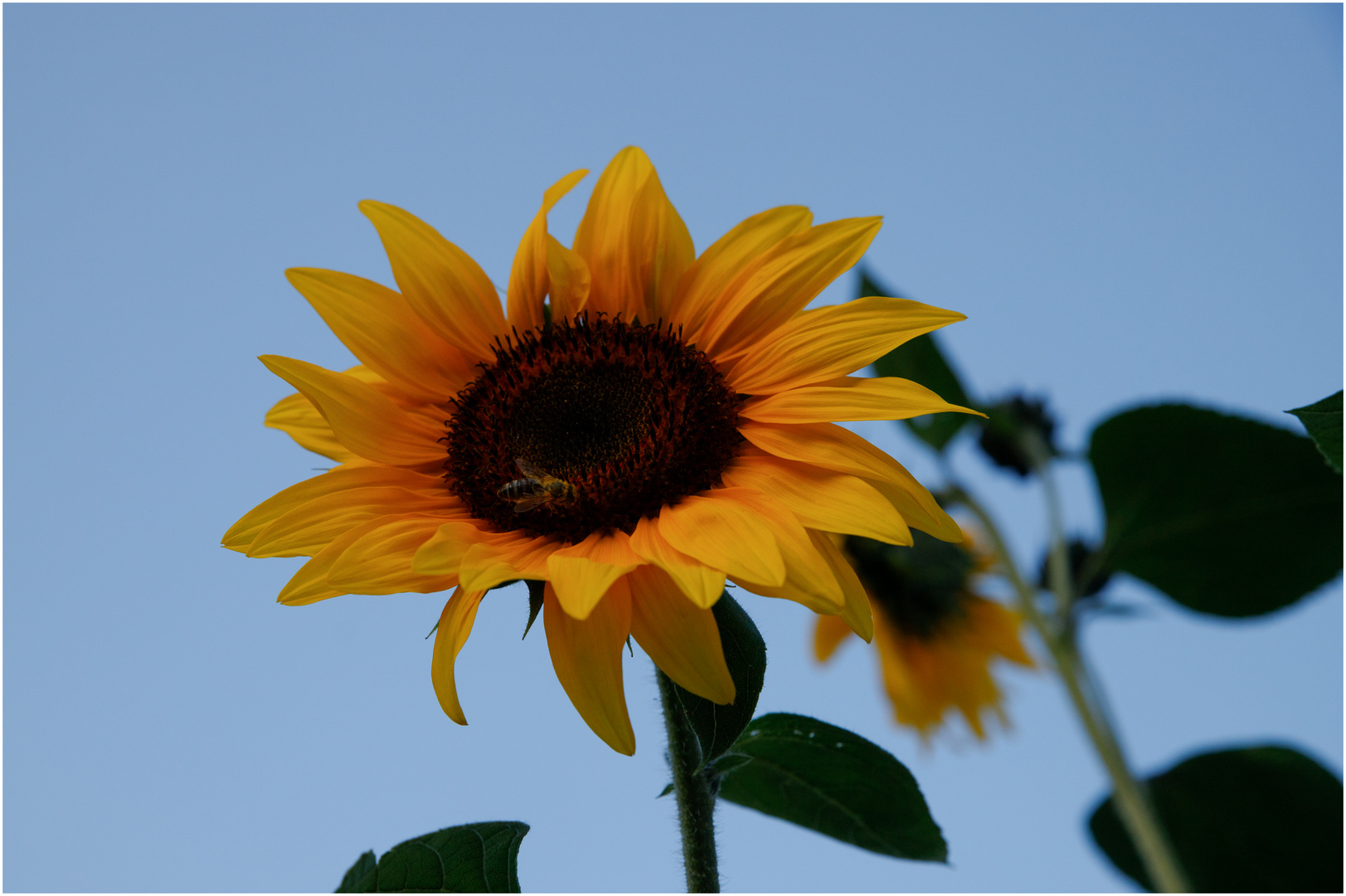 Auf der Sonne gelandet:)