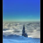 Auf der Sonnen Alm "Baum am Wolkenmeer"