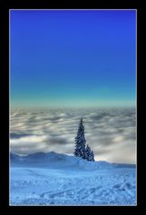 Auf der Sonnen Alm "Baum am Wolkenmeer"