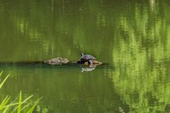 Auf der Sonnenbank