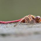 Auf der Sonnenbank