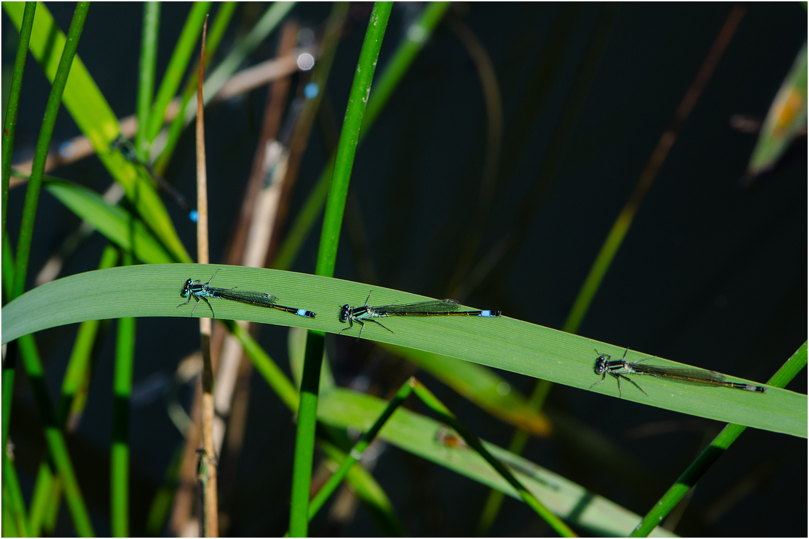 Auf der "Sonnenbank" liegen drei Große Pechlibellen (Ischnura elegans), wer näher . . .