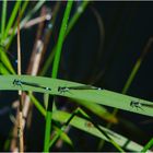 Auf der "Sonnenbank" liegen drei Große Pechlibellen (Ischnura elegans), wer näher . . .